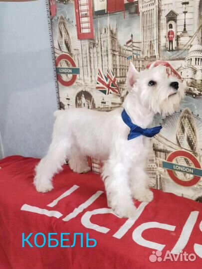 Цвергшнауцер