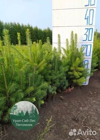 Зкс Сосна сеянцы Ели Лиственницы окс Голуб Горная