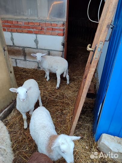 Овцы бараны катумские