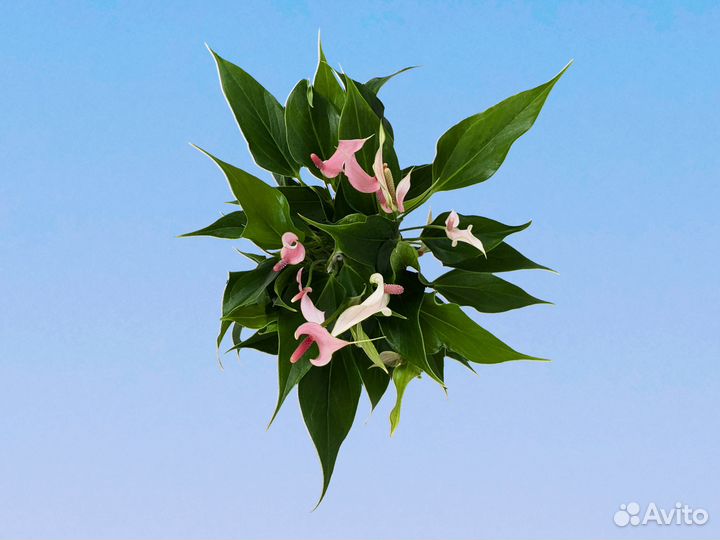 Антуриум Андре Лилли 10/30