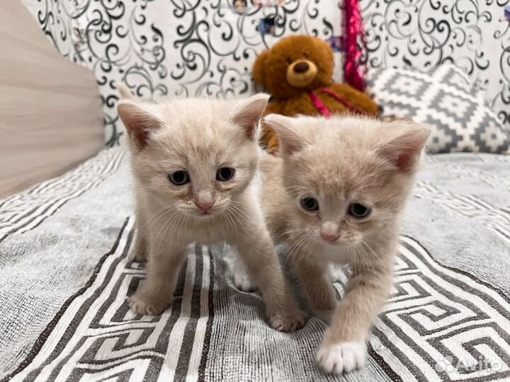 Отдадим котяток в добрые руки персики