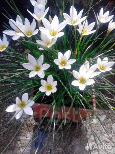 Зефирантес белый