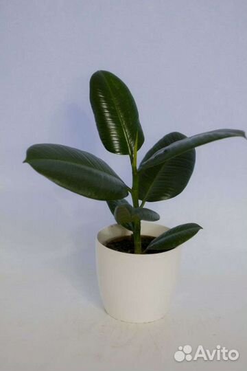 Фикус каучуконосный Робуста