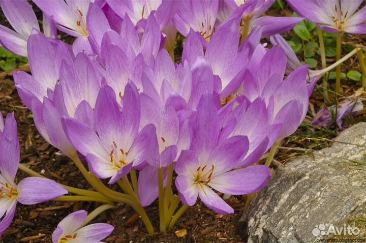 Луковицы безвременника