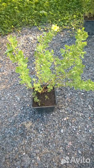 Лапчатка для дачи желтая