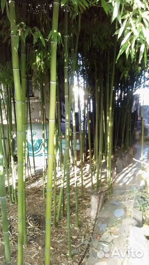 Бамбук филлостахис съедобный