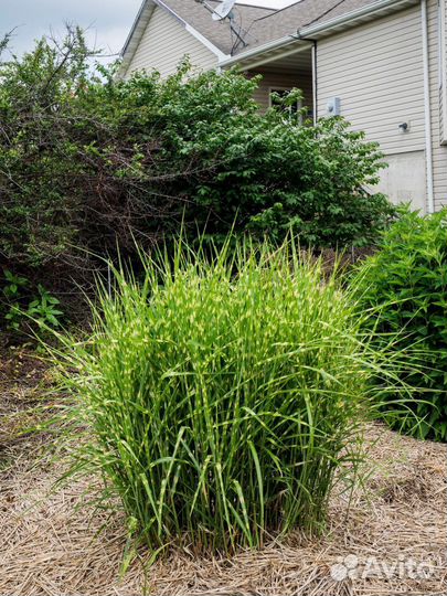 Мискантус зебрина