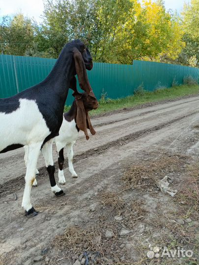 Козы камори