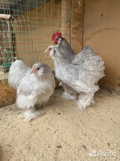 Карликовые кохинхины