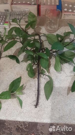 Джинура листья бога