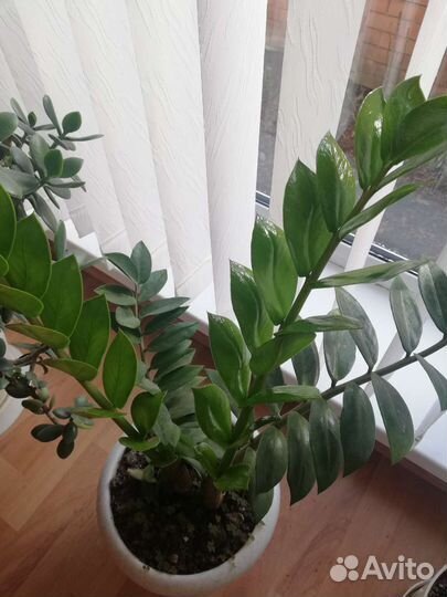 Замиокулькас