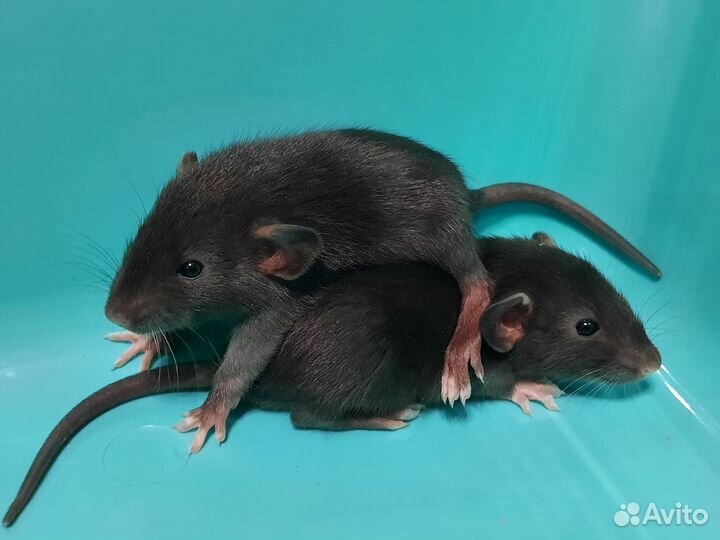 Крысята (черный соболь, 3 недели) на Новый год