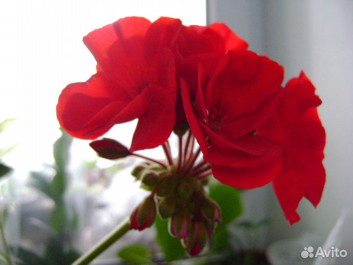 Пеларгонии зональные