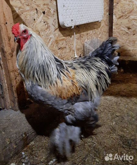 Петушки на племя