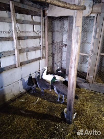 Павлины,фазаны