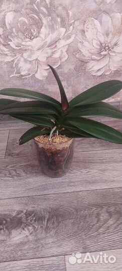 Орхидея биг лип