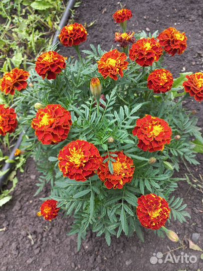 Бархатцы низкорослые. Семена