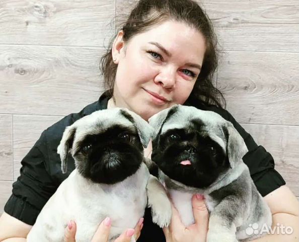 Услуги грумера на Троллейной