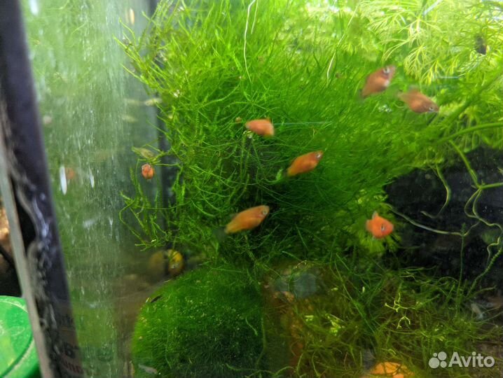 Креветки черри (вишни), рыбы, растения, мох