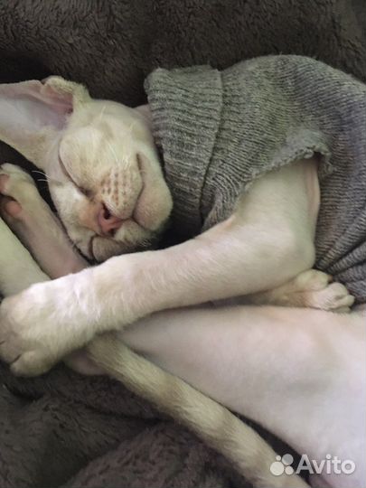 Девон-рекс вязка