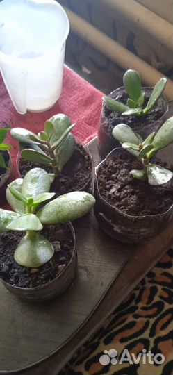 Комнатные цветы