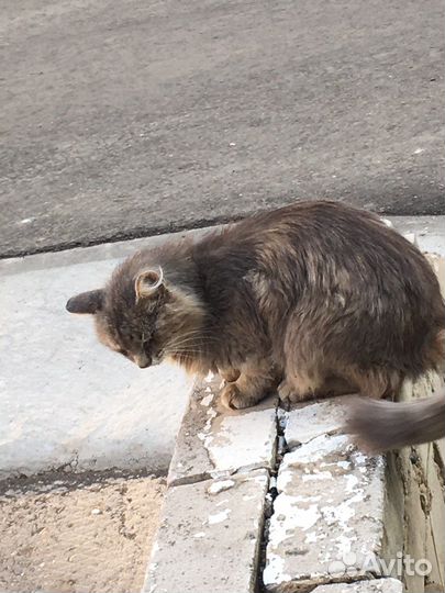 Кошки бесплатно