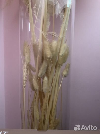 Сухоцветы: хлопок, зайцехвост