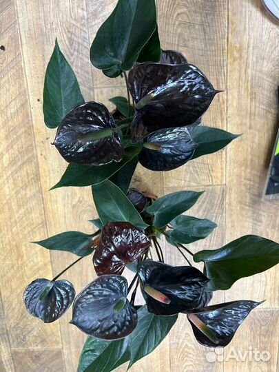 Антуриум черный