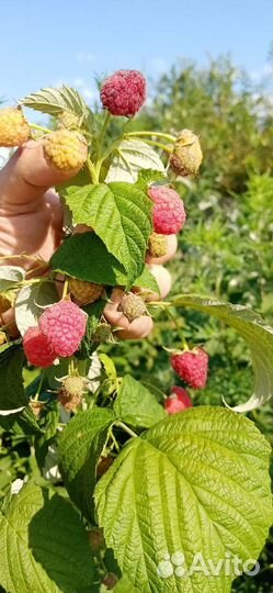 Ремонтантная малина