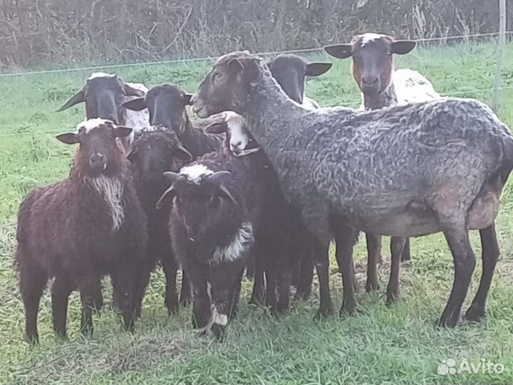 Овцы бараны