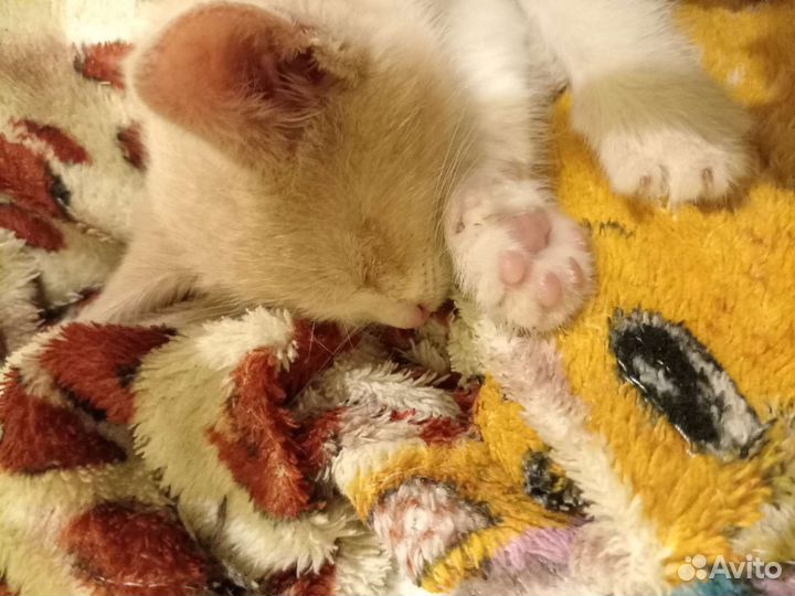 Отдам котенка в добрые руки
