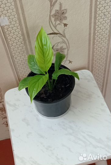 Спатифилиум