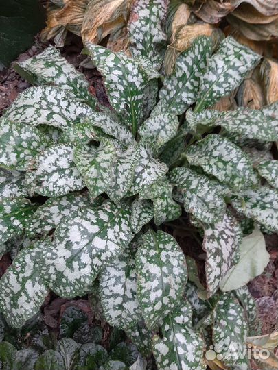 Многолетние растения для сада