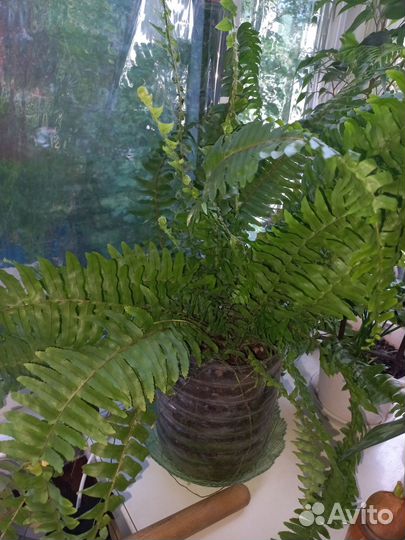 Папоротник комнатный