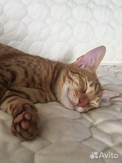 Чудный котик Оцикет