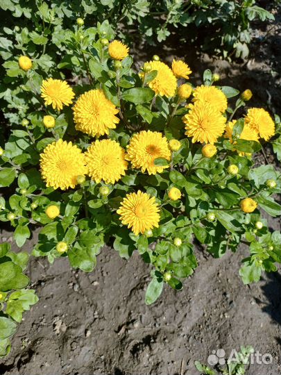 Хризантема корейская Мишель кустом