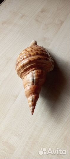 Большая морская ракушка