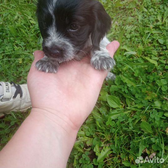 Продам щенка