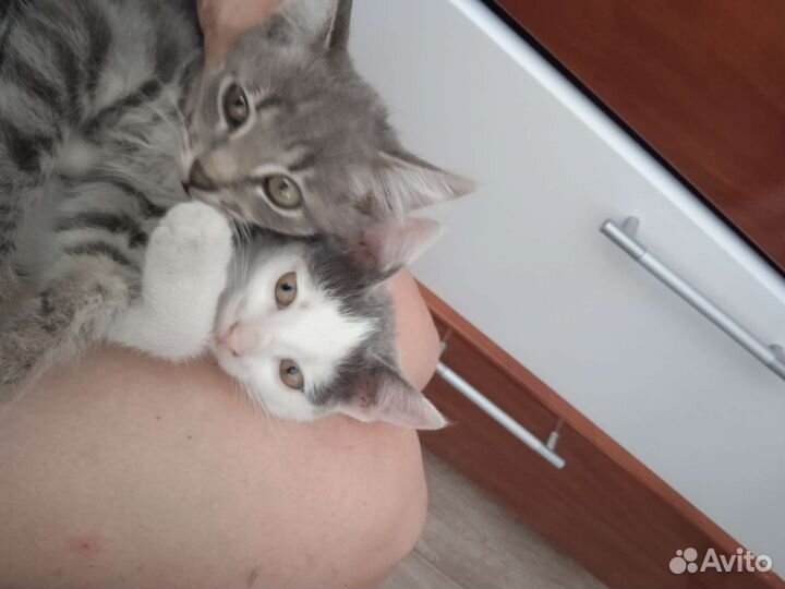 Котята крысаловы