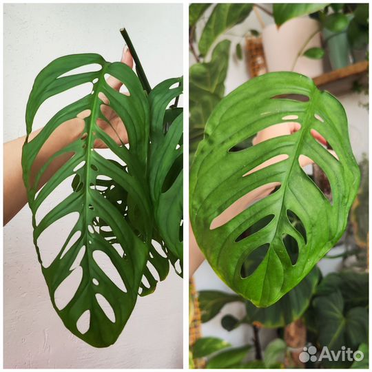 Комнатные растения ч.7