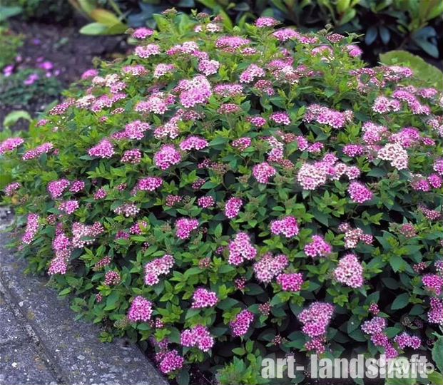 Спирея японская Литл Принцес