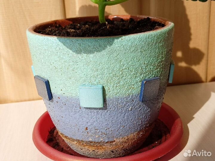 Глоксиния махровая