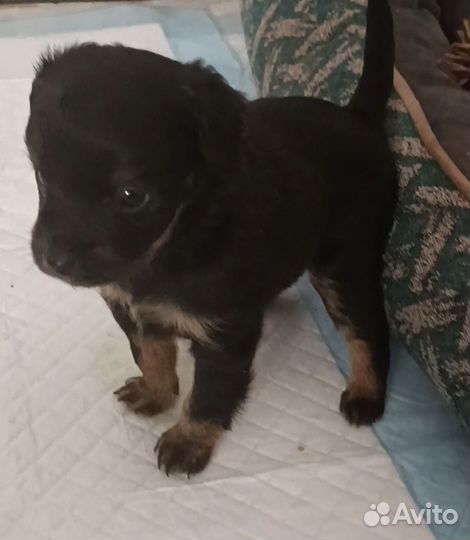 Той-терьер щенки