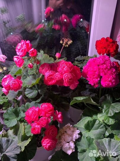 Рассада цветов