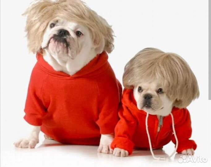 Одежда для собак