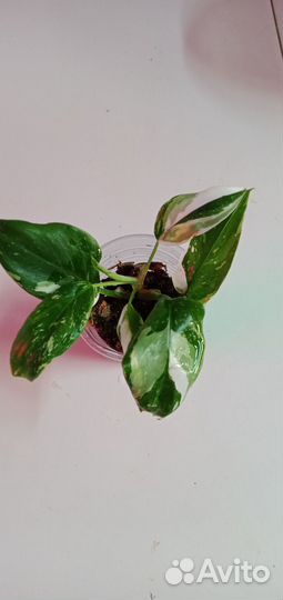 Коллекционные ароидные