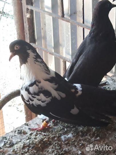 Голуби пермские и свердловские высоколетные