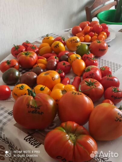 Коллекционные семена томатов,высылаю почтой
