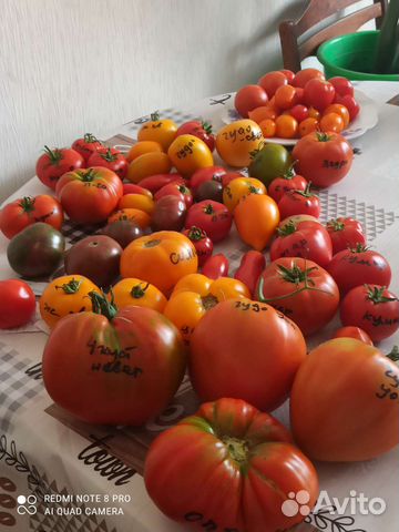 Коллекционные семена томатов,высылаю почтой