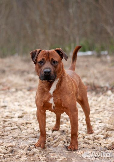 Ярко-рыжий питбуль паша в добрые руки